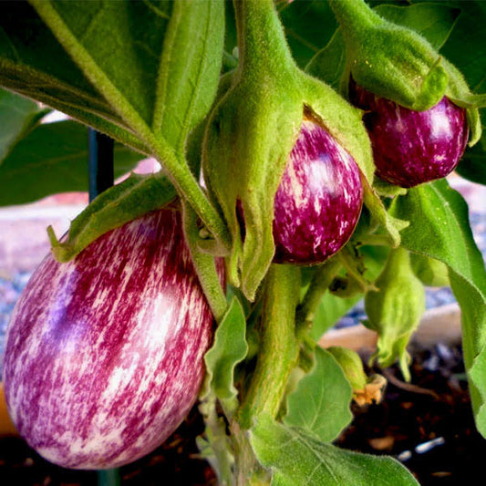 Brinjal Plant(Nattu Kaththiri)