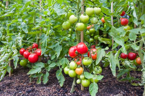 Pack of 10 tomato seedlings