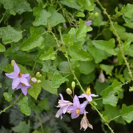 Thoodhuvalai seeds