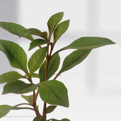 Red Ponnanganni Keerai Plant