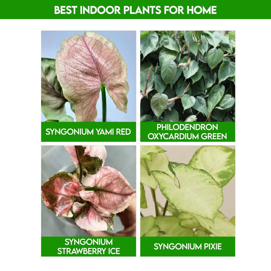 Best Indoor Plants For Home