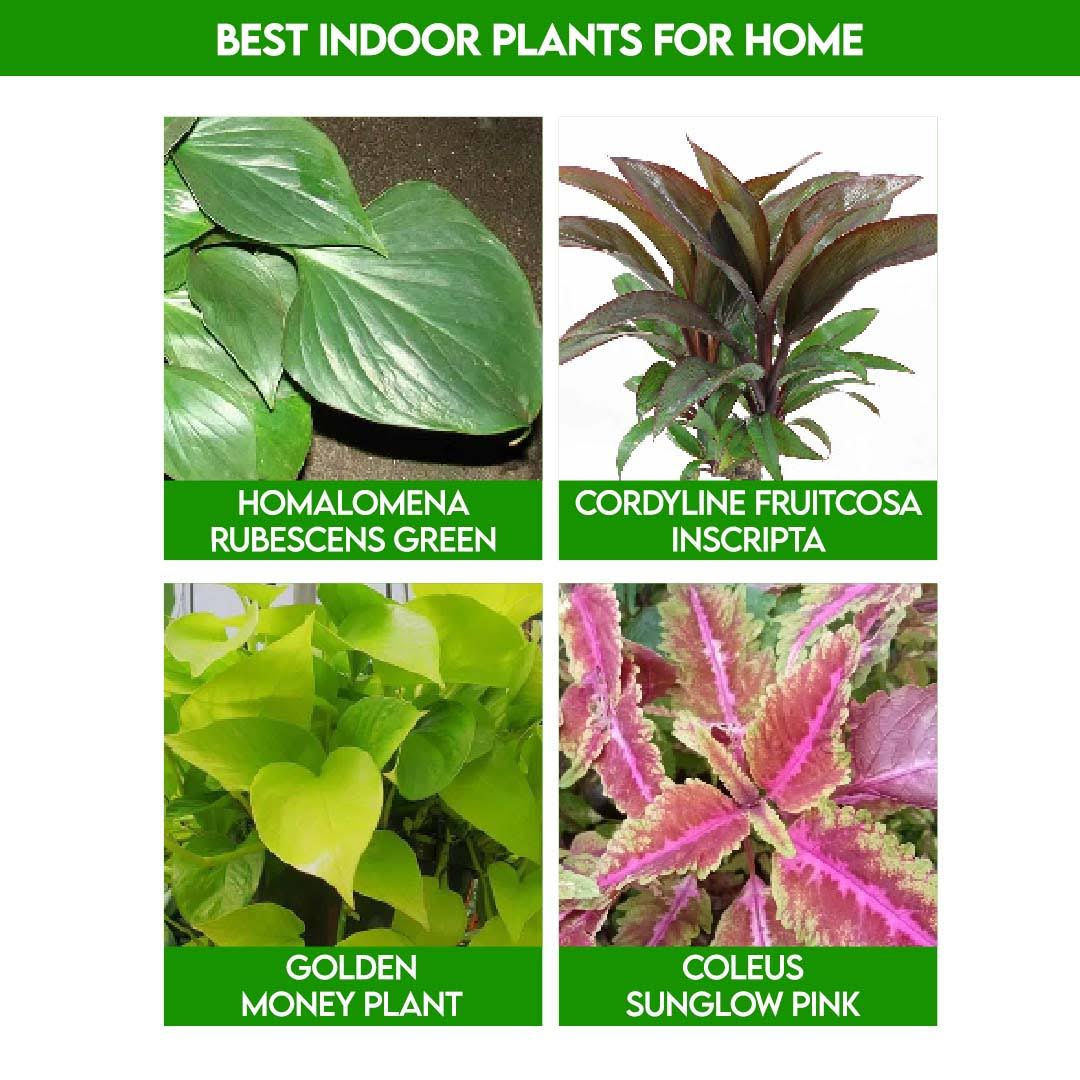 Best Indoor Plants For Home