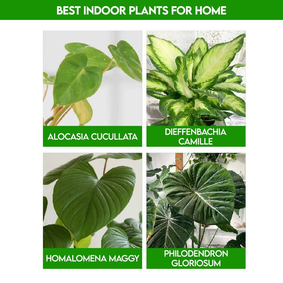 Best Indoor Plants For Home