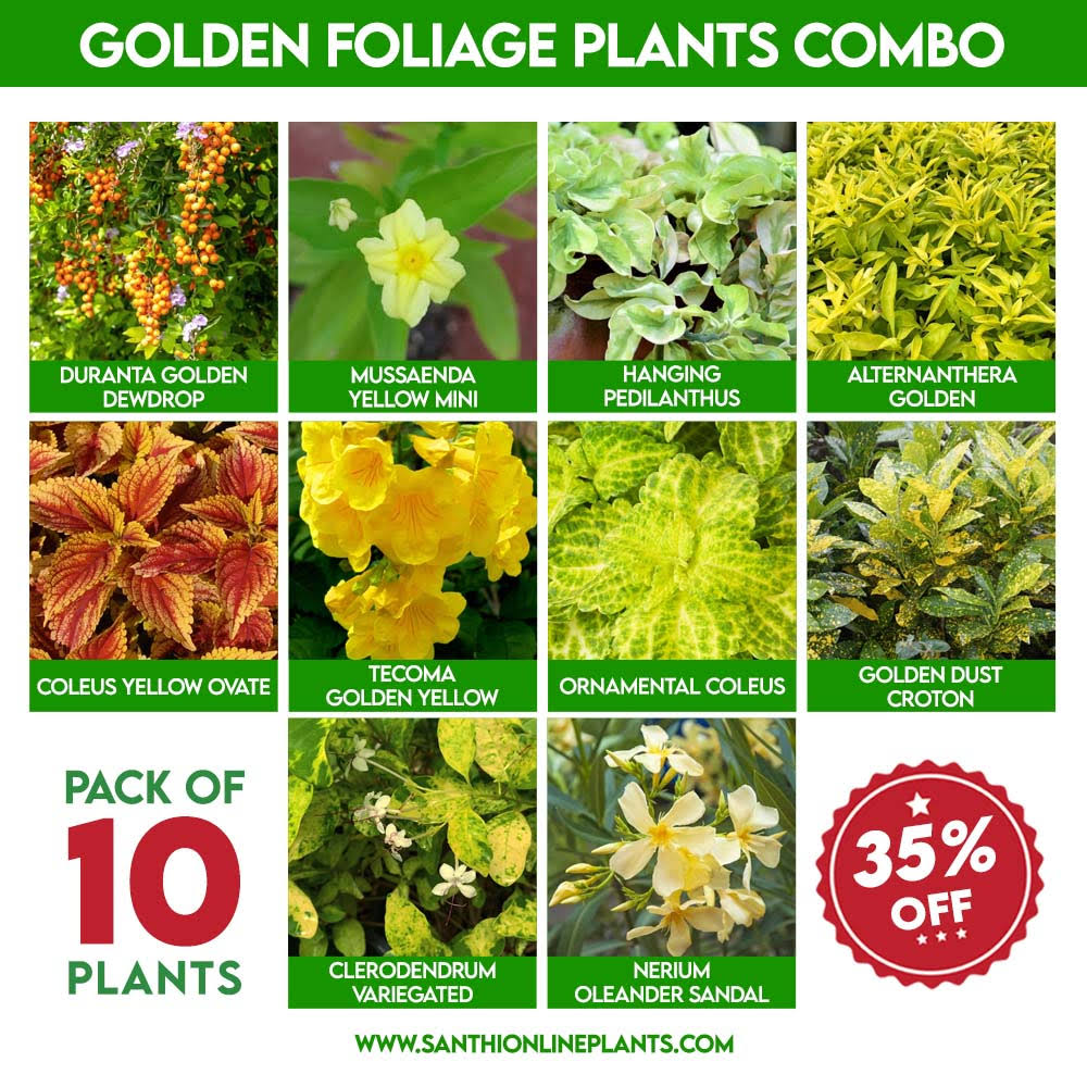 Golden Foliage Plants Combo