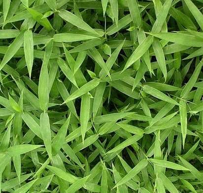 Green Mini Bamboo Plant