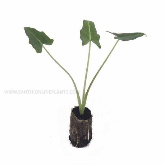 Alocasia 'Sarian'