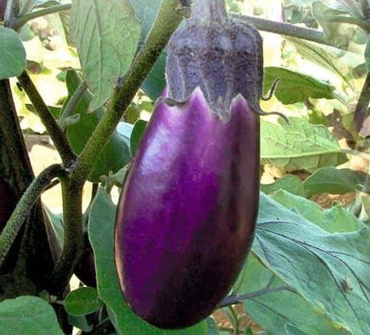 Perfect Annamalai brinjal seedlings -Aphids resistant variety - Santhi Online Plants Nursery