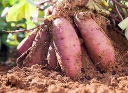 Sweet potato plant code-1