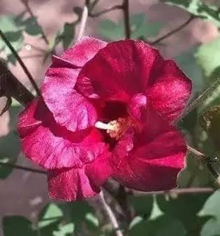 Best Gossypium arboreum - Red flower Tree cotton/ Chemparutthi Seeds