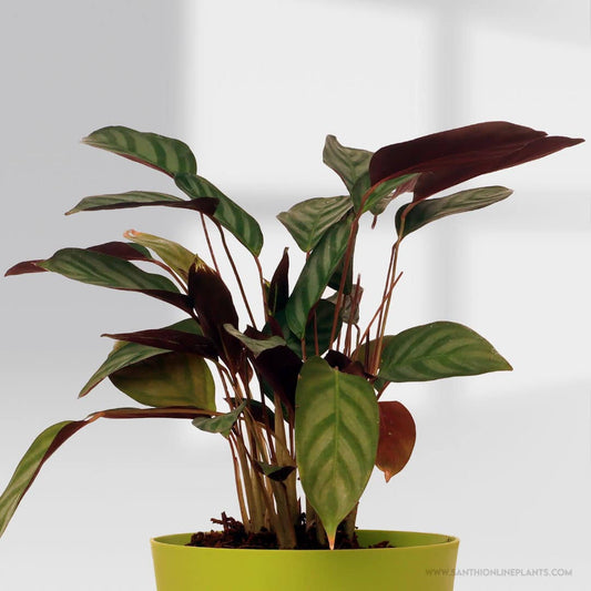 Calathea Compact Star Pot Plant