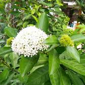 Long leaf singapuri ixora mini white flower plant