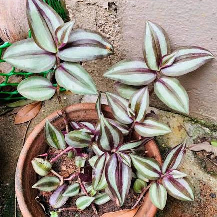 Tradescantia(Wandering jew) - Bicolour inch plant