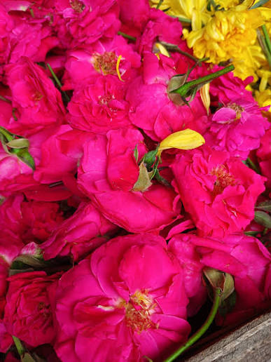 Andhra Paneer Rose Plant