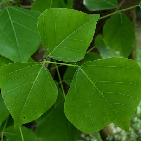 Mull murungai seeds