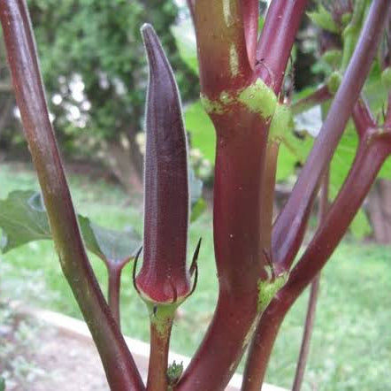 Multi branch red okra seeds (Pala kilai sivappu vendai)