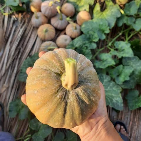 Sittu poosani seeds (Small  pumpkin)