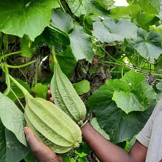 Short ridge gourd seeds