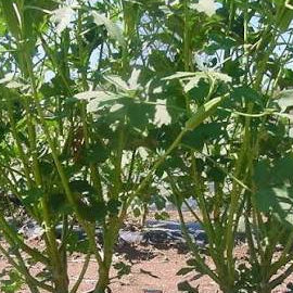 Multi branch okra seeds