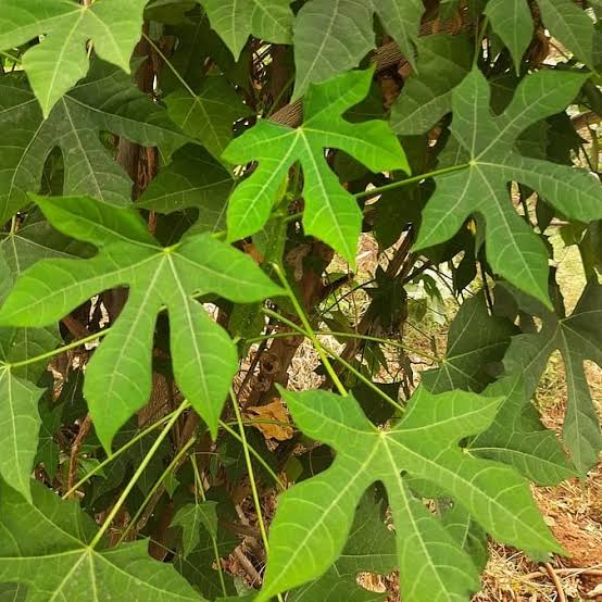 Maayan keerai - Tree spinach (Mexican spinach)