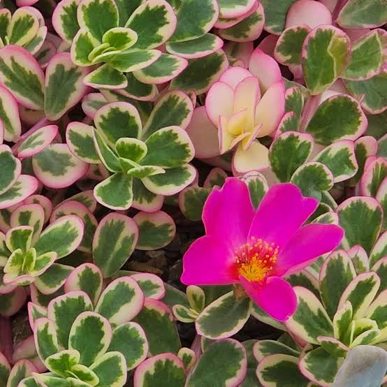 Variegated purslane plant