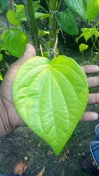 Betel leaves plant salem vetrilai