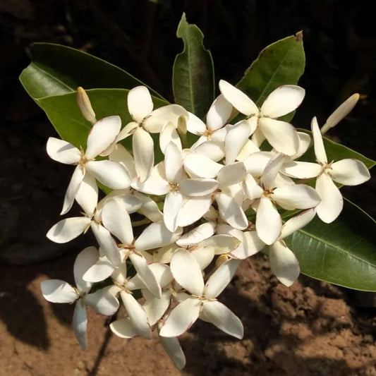 Ixora White Plant