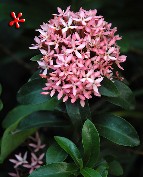 Ixora Mini Dwarf (Pink) Plant
