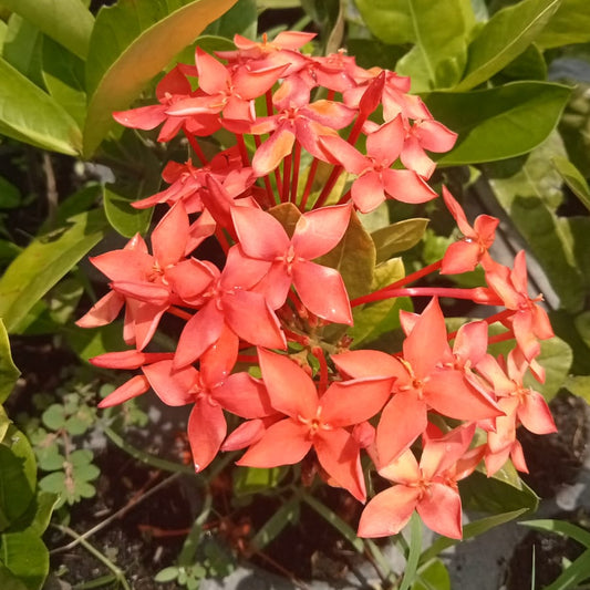 Ixora hybrid red plant