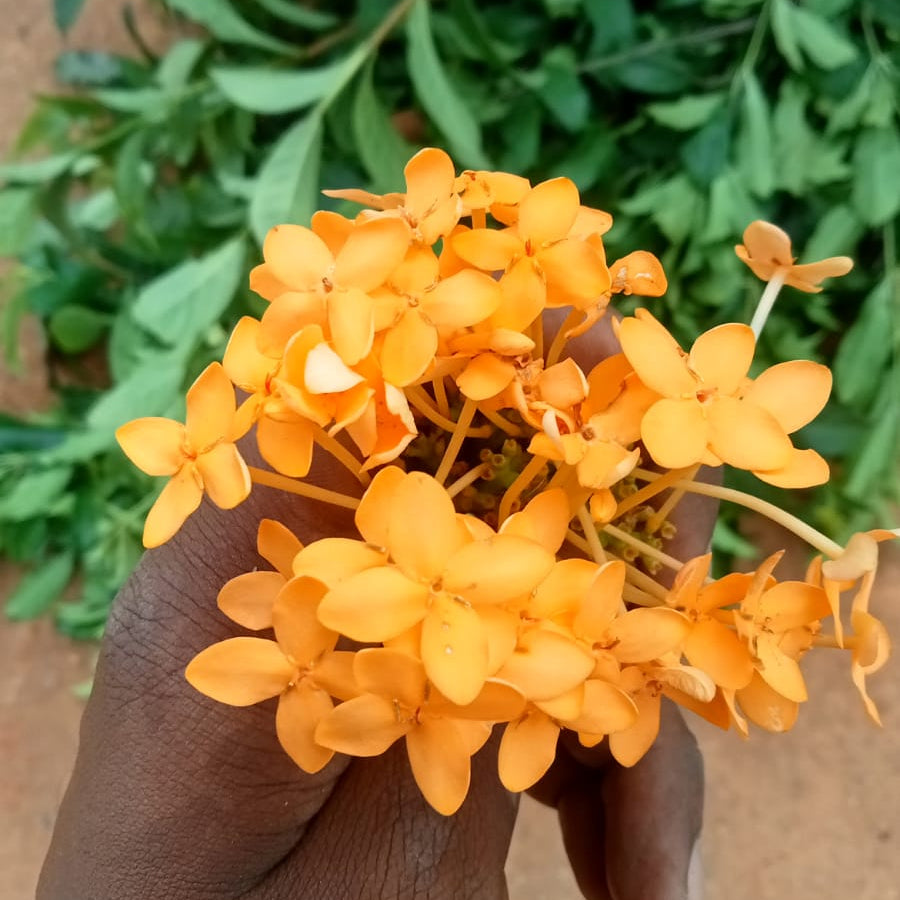 Ixora hybrid mango yellow flower plant