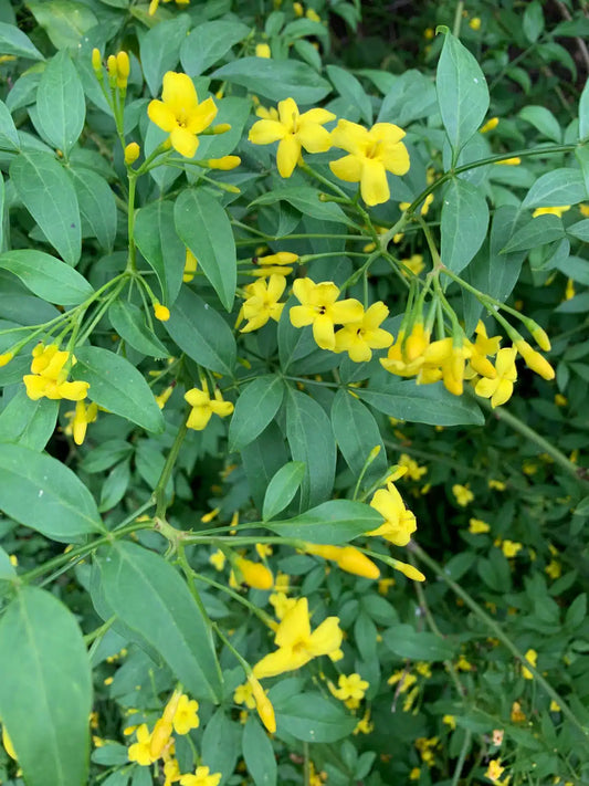 Bright Yellow jasmine flower – Jasminum humile (chamili plant)