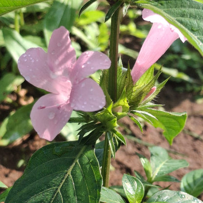 Joe pink december flower plant