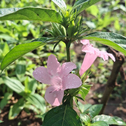 Joe pink december flower plant