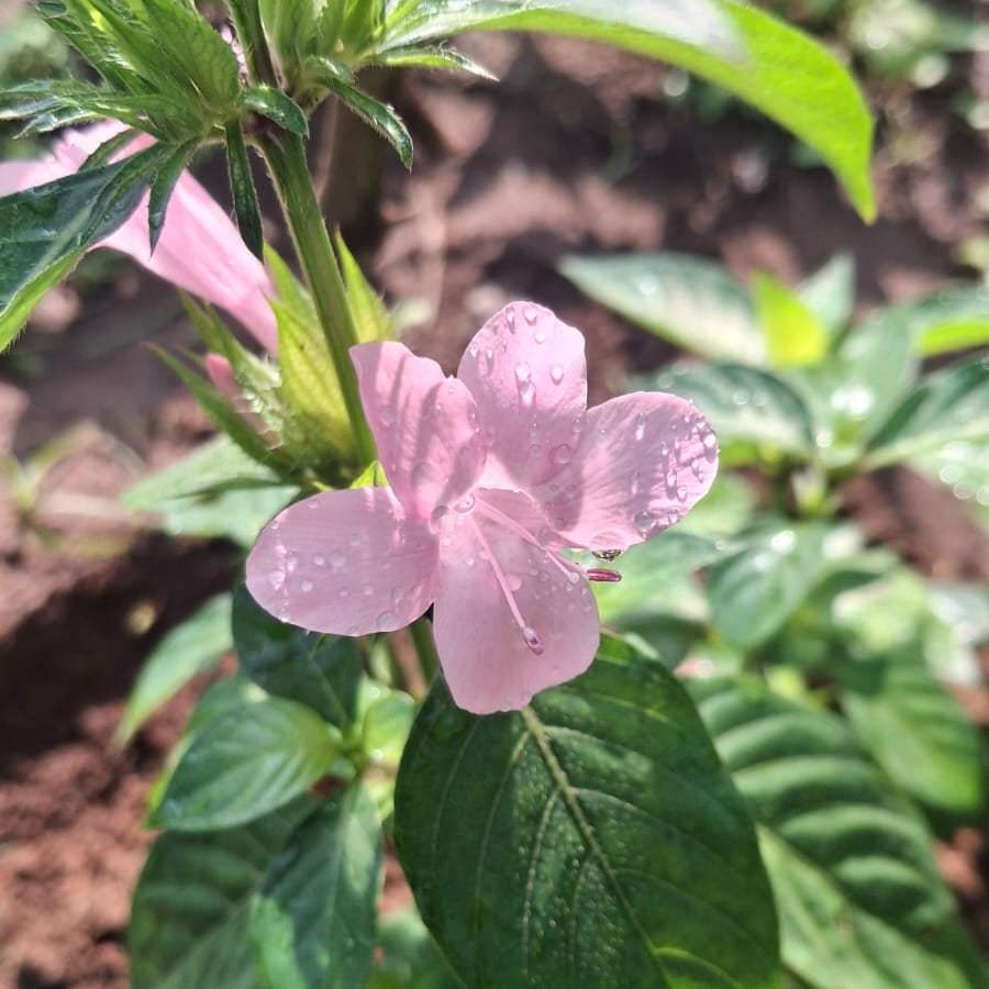 Joe pink december flower plant