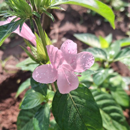 Joe pink december flower plant