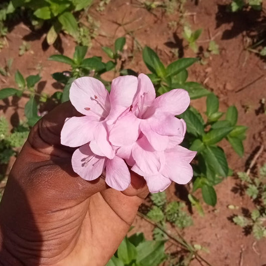 Joe pink december flower plant