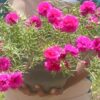 Portulaca jumbo dark pink cuttings (2 cutings)