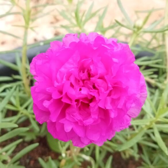 Portulaca jumbo dark pink plant