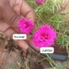 Portulaca jumbo dark pink cuttings (2 cutings)