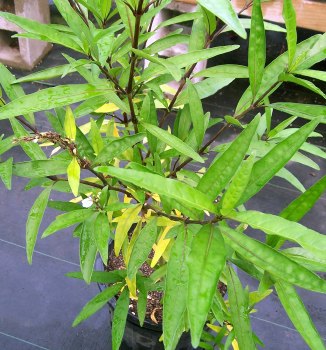 Justicia gendarussa plant