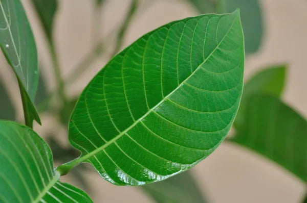 Kadamba Tree