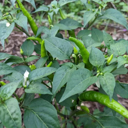 Vaanam paarththa milagaai seeds