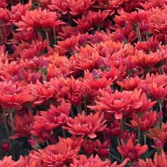 Chrysanthemum 'Kashmir red' flower plant