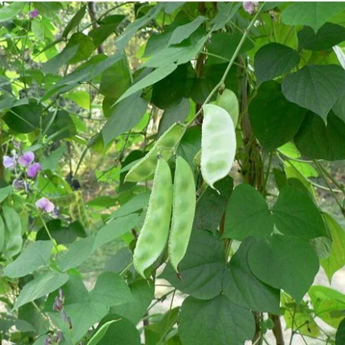 Broad bean seeds ( kodi avarai – climber) – Santhi Online Plants