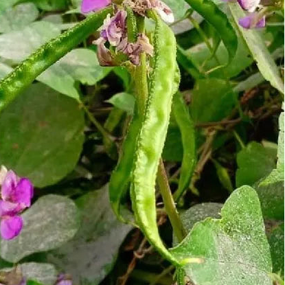 Green kozhi avarai seeds