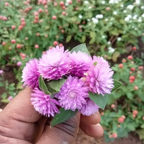 Attractive Gomphrena plant lady lavender flower seeds