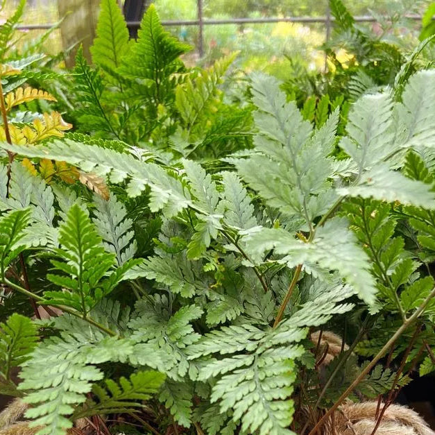 Rabbit's foot fern plant
