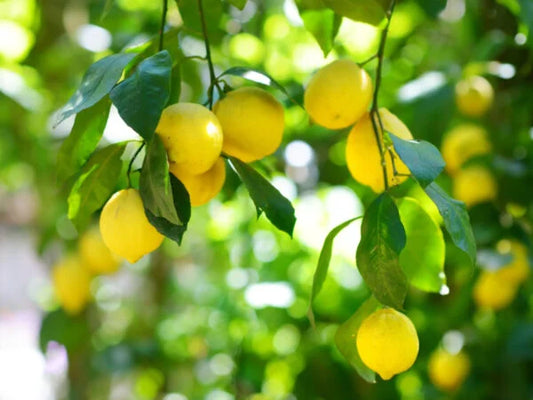 Lemon Plant