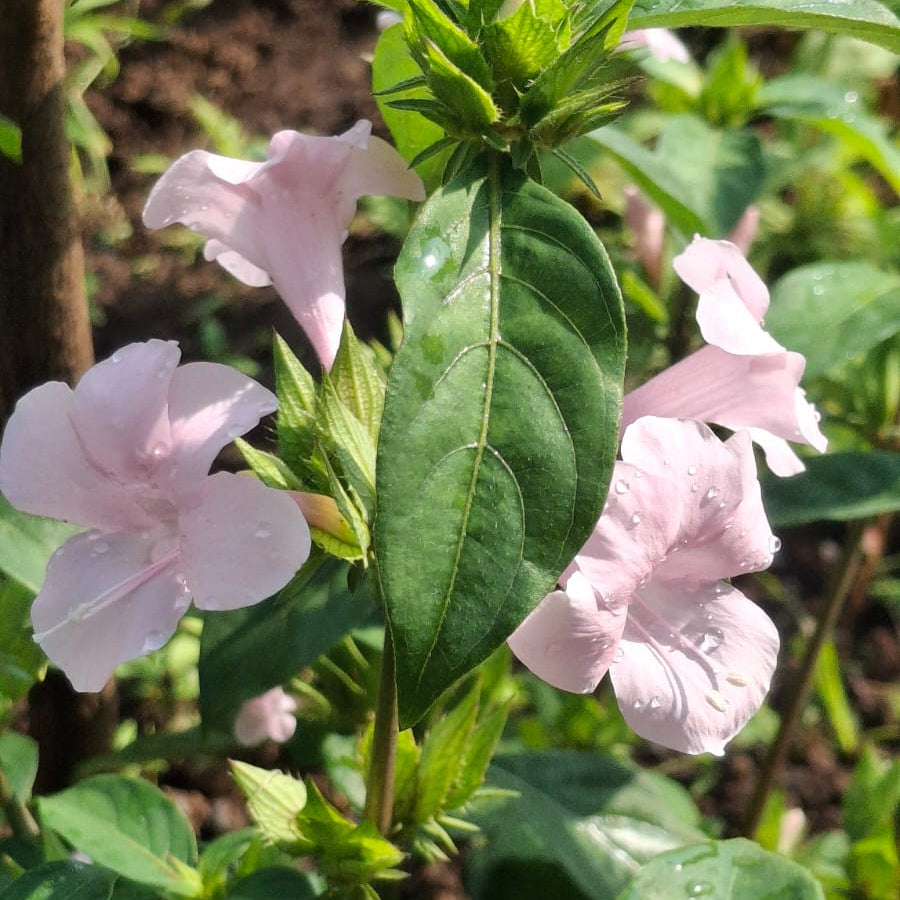 December light pink flower plant