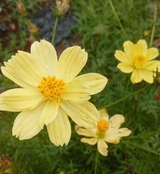 Cosmos lime yellow flower seeds