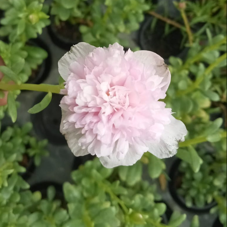 Purslane lollypop baby rose flower plant